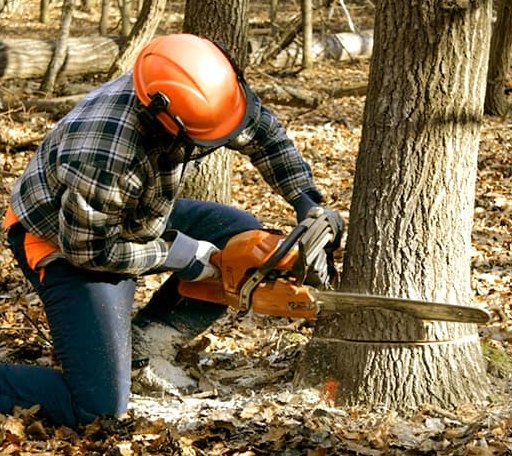 Tree Removal in Rowe, MA